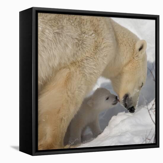 Polar Bear Cub Licking Mama-Howard Ruby-Framed Premier Image Canvas