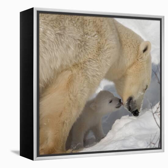 Polar Bear Cub Licking Mama-Howard Ruby-Framed Premier Image Canvas