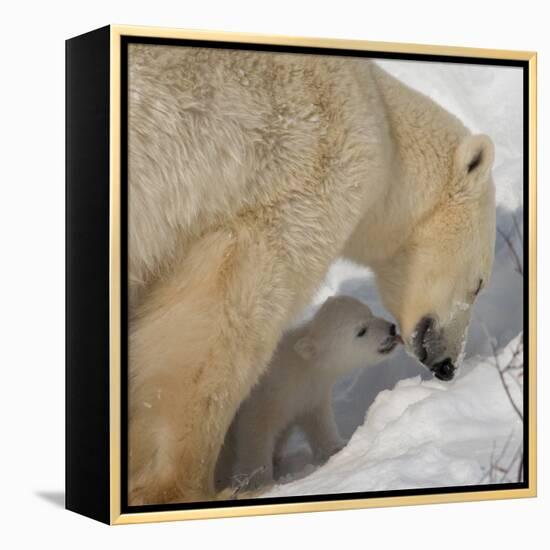 Polar Bear Cub Licking Mama-Howard Ruby-Framed Premier Image Canvas