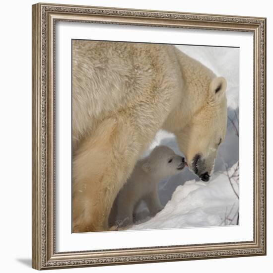 Polar Bear Cub Licking Mama-Howard Ruby-Framed Photographic Print