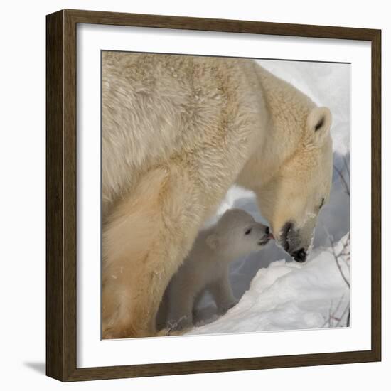 Polar Bear Cub Licking Mama-Howard Ruby-Framed Photographic Print