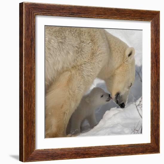 Polar Bear Cub Licking Mama-Howard Ruby-Framed Photographic Print