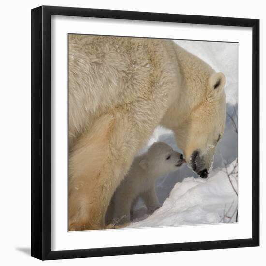 Polar Bear Cub Licking Mama-Howard Ruby-Framed Photographic Print