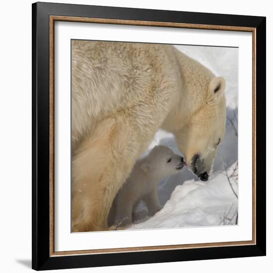 Polar Bear Cub Licking Mama-Howard Ruby-Framed Photographic Print