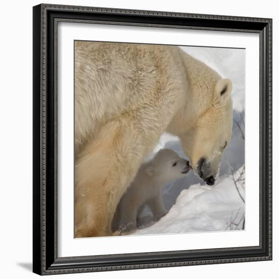Polar Bear Cub Licking Mama-Howard Ruby-Framed Photographic Print