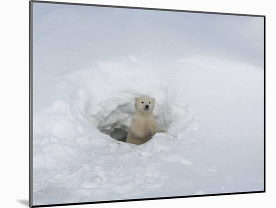Polar Bear Cub Looking out of Den, Wapusk National Park, Churchill, Manitoba, Canada-Thorsten Milse-Mounted Photographic Print