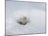 Polar Bear Cub Looking out of Den, Wapusk National Park, Churchill, Manitoba, Canada-Thorsten Milse-Mounted Photographic Print