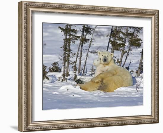 Polar Bear Cub Playing With a Watchful Mother, Wapusk National Park, Manitoba, Canada-Cathy & Gordon Illg-Framed Photographic Print