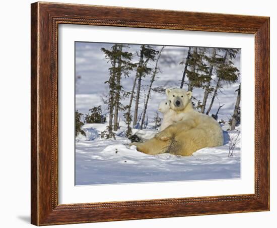 Polar Bear Cub Playing With a Watchful Mother, Wapusk National Park, Manitoba, Canada-Cathy & Gordon Illg-Framed Photographic Print