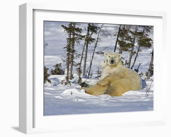 Polar Bear Cub Playing With a Watchful Mother, Wapusk National Park, Manitoba, Canada-Cathy & Gordon Illg-Framed Photographic Print
