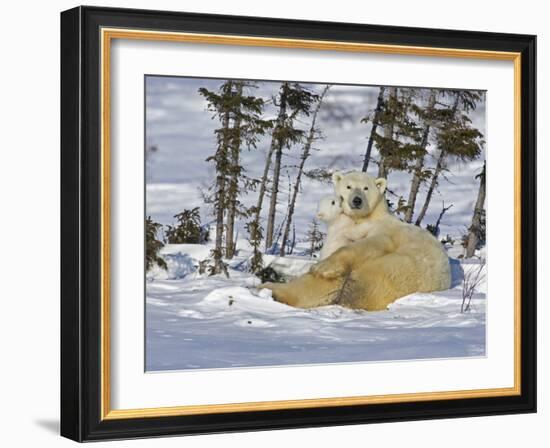 Polar Bear Cub Playing With a Watchful Mother, Wapusk National Park, Manitoba, Canada-Cathy & Gordon Illg-Framed Photographic Print