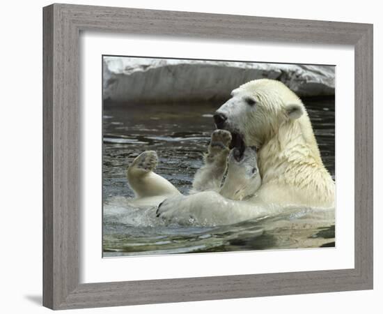 Polar Bear Cub Plays with His Mother in their Pool During Hot Weather at the Zoo in Stuttgart-null-Framed Photographic Print