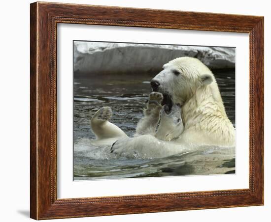 Polar Bear Cub Plays with His Mother in their Pool During Hot Weather at the Zoo in Stuttgart-null-Framed Photographic Print