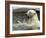 Polar Bear Cub Plays with His Mother in their Pool During Hot Weather at the Zoo in Stuttgart-null-Framed Photographic Print