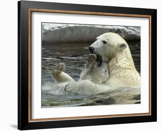 Polar Bear Cub Plays with His Mother in their Pool During Hot Weather at the Zoo in Stuttgart-null-Framed Photographic Print