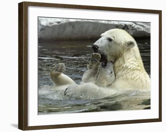 Polar Bear Cub Plays with His Mother in their Pool During Hot Weather at the Zoo in Stuttgart-null-Framed Photographic Print