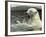 Polar Bear Cub Plays with His Mother in their Pool During Hot Weather at the Zoo in Stuttgart-null-Framed Photographic Print