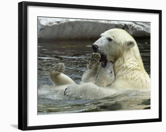 Polar Bear Cub Plays with His Mother in their Pool During Hot Weather at the Zoo in Stuttgart-null-Framed Photographic Print