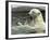 Polar Bear Cub Plays with His Mother in their Pool During Hot Weather at the Zoo in Stuttgart-null-Framed Photographic Print