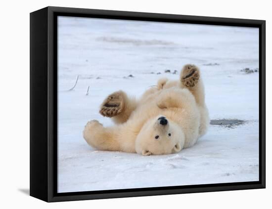 Polar Bear Cub Rolling Around, Arctic National Wildlife Refuge, Alaska, USA-Steve Kazlowski-Framed Premier Image Canvas
