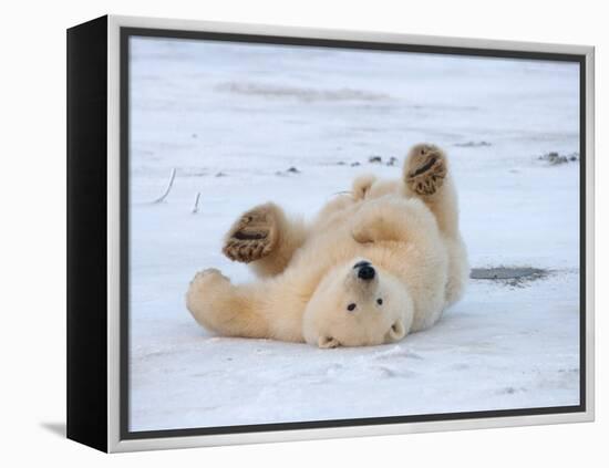 Polar Bear Cub Rolling Around, Arctic National Wildlife Refuge, Alaska, USA-Steve Kazlowski-Framed Premier Image Canvas