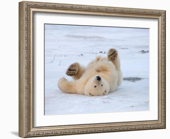 Polar Bear Cub Rolling Around, Arctic National Wildlife Refuge, Alaska, USA-Steve Kazlowski-Framed Photographic Print