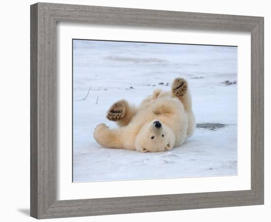 Polar Bear Cub Rolling Around, Arctic National Wildlife Refuge, Alaska, USA-Steve Kazlowski-Framed Photographic Print