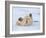 Polar Bear Cub Rolling Around, Arctic National Wildlife Refuge, Alaska, USA-Steve Kazlowski-Framed Photographic Print