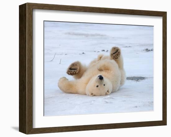 Polar Bear Cub Rolling Around, Arctic National Wildlife Refuge, Alaska, USA-Steve Kazlowski-Framed Photographic Print