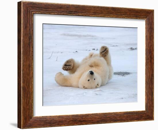 Polar Bear Cub Rolling Around, Arctic National Wildlife Refuge, Alaska, USA-Steve Kazlowski-Framed Photographic Print