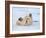 Polar Bear Cub Rolling Around, Arctic National Wildlife Refuge, Alaska, USA-Steve Kazlowski-Framed Photographic Print