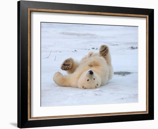 Polar Bear Cub Rolling Around, Arctic National Wildlife Refuge, Alaska, USA-Steve Kazlowski-Framed Photographic Print