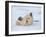 Polar Bear Cub Rolling Around, Arctic National Wildlife Refuge, Alaska, USA-Steve Kazlowski-Framed Photographic Print