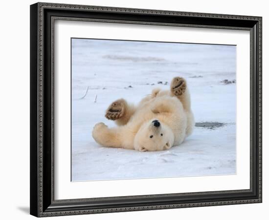 Polar Bear Cub Rolling Around, Arctic National Wildlife Refuge, Alaska, USA-Steve Kazlowski-Framed Photographic Print