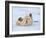 Polar Bear Cub Rolling Around, Arctic National Wildlife Refuge, Alaska, USA-Steve Kazlowski-Framed Photographic Print