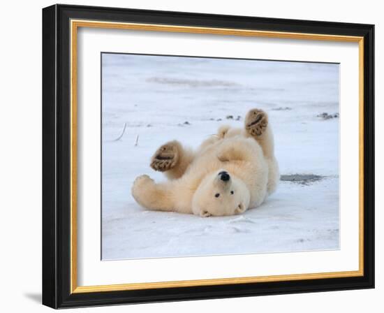 Polar Bear Cub Rolling Around, Arctic National Wildlife Refuge, Alaska, USA-Steve Kazlowski-Framed Photographic Print