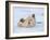 Polar Bear Cub Rolling Around, Arctic National Wildlife Refuge, Alaska, USA-Steve Kazlowski-Framed Photographic Print