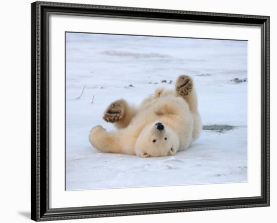 Polar Bear Cub Rolling Around, Arctic National Wildlife Refuge, Alaska, USA-Steve Kazlowski-Framed Photographic Print
