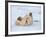 Polar Bear Cub Rolling Around, Arctic National Wildlife Refuge, Alaska, USA-Steve Kazlowski-Framed Photographic Print