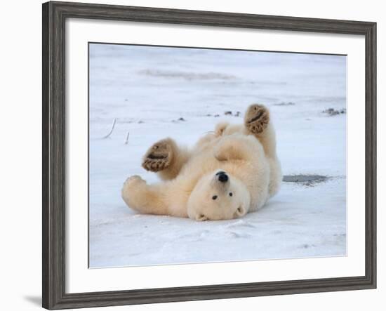 Polar Bear Cub Rolling Around, Arctic National Wildlife Refuge, Alaska, USA-Steve Kazlowski-Framed Photographic Print