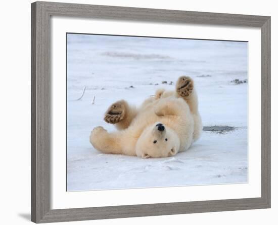 Polar Bear Cub Rolling Around, Arctic National Wildlife Refuge, Alaska, USA-Steve Kazlowski-Framed Photographic Print