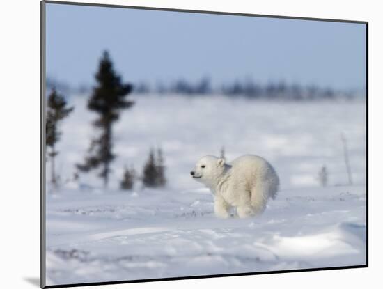 Polar Bear Cub, (Ursus Maritimus), Churchill, Manitoba, Canada-Thorsten Milse-Mounted Photographic Print