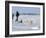 Polar Bear Cub, (Ursus Maritimus), Churchill, Manitoba, Canada-Thorsten Milse-Framed Photographic Print