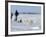 Polar Bear Cub, (Ursus Maritimus), Churchill, Manitoba, Canada-Thorsten Milse-Framed Photographic Print