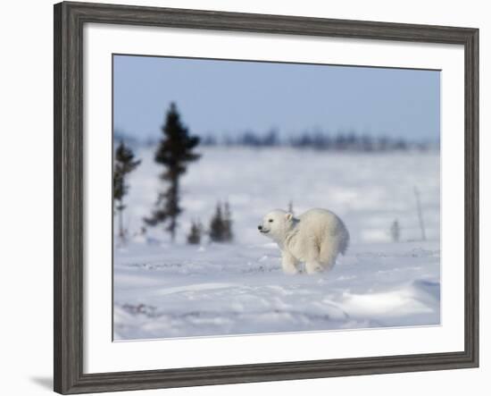 Polar Bear Cub, (Ursus Maritimus), Churchill, Manitoba, Canada-Thorsten Milse-Framed Photographic Print