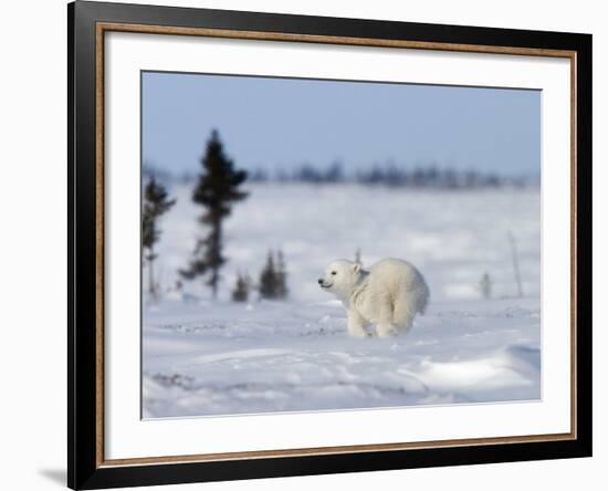 Polar Bear Cub, (Ursus Maritimus), Churchill, Manitoba, Canada-Thorsten Milse-Framed Photographic Print