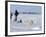 Polar Bear Cub, (Ursus Maritimus), Churchill, Manitoba, Canada-Thorsten Milse-Framed Photographic Print