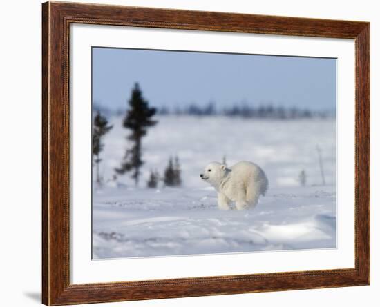 Polar Bear Cub, (Ursus Maritimus), Churchill, Manitoba, Canada-Thorsten Milse-Framed Photographic Print