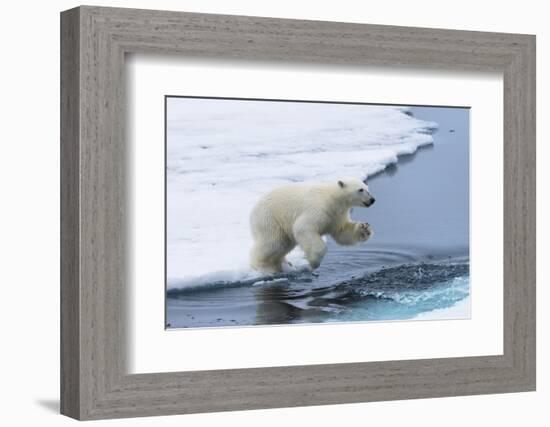 Polar bear cub (Ursus maritimus) jumping over the water, Spitsbergen Island, Svalbard archipelago, -G&M Therin-Weise-Framed Photographic Print