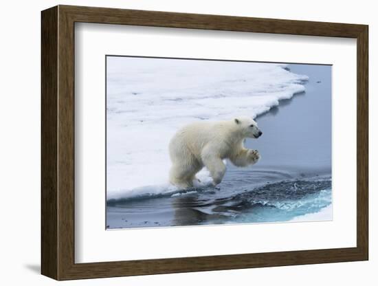 Polar bear cub (Ursus maritimus) jumping over the water, Spitsbergen Island, Svalbard archipelago, -G&M Therin-Weise-Framed Photographic Print